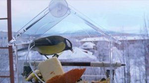 Поёт  Синица большая | Parus Major