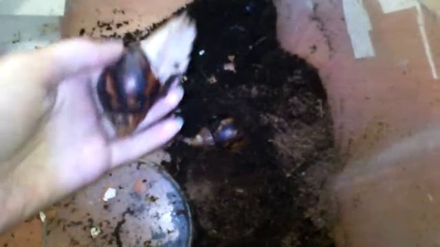 Сколько растут ахатины. Сколько живет улитка.... смотреть онлайн