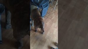 Стаффордширский терьер разрывает котёнка !