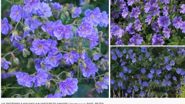 герань смотреть онлайн