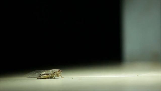 Неизвестный мух смотреть онлайн