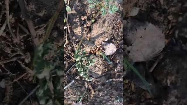 Состояние сорняков после обработки гербицидом Гаур май 2019 смотреть онлайн