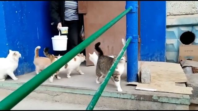 Кормление бездомных кошек серия 10