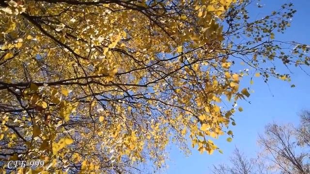 Ольга Резниченко  -  Берёзонька-берёза
