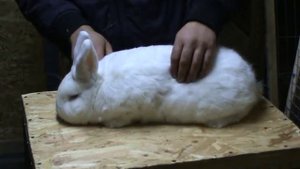 Породы кроликов. Новозеландская белая