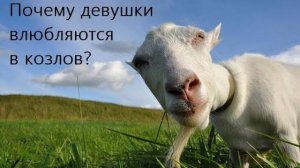 Почему девушки влюбляются в козлов?