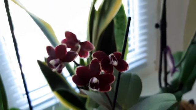 Phalaenopsis Taisuco Kobold. Орхидея Тайсуко Кобальт смотреть онлайн