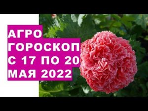 Агрогороскоп с 17 по 20 мая 2022 года