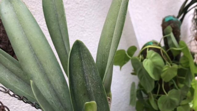 Wait until dark Cattleya Digbyana смотреть онлайн