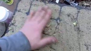Зимнее черенкование жимолости