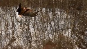 Наутилус  Помпилиус   Бедная птица