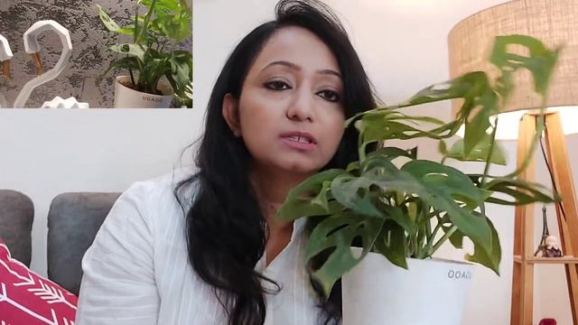 How to buy Plants online |ugaoo.com unboxing and review| Best Indoor plants |5 Air purifying plants