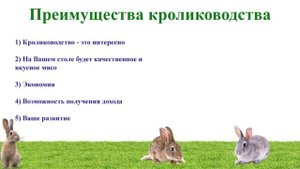 Плюсы и минусы кролиководства