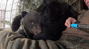 Первые шаги в съёмках медведей.