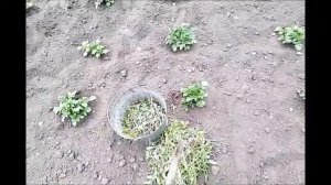 Как бороться с осотом и берёзкой. 2 серия