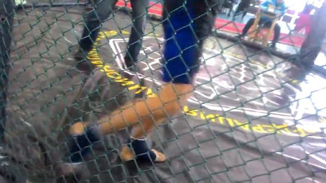 Петров Кирилл - 1/4 финала, 55 кг., 2002-2003 г.р. смотреть онлайн