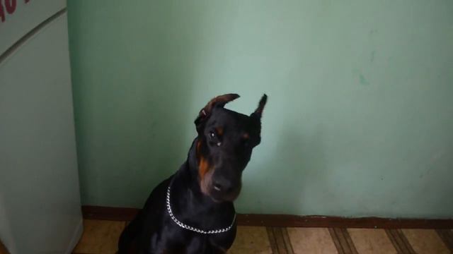 умный доберман смотреть онлайн