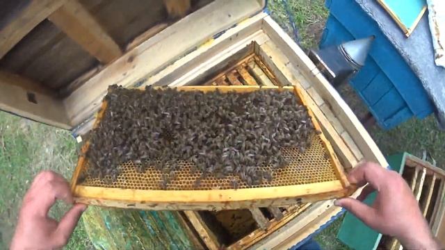 Для будущих пчеловодов. На что обращать внимание при покупке пчел. смотреть онлайн