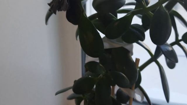 СРОЧНО!!! Не верила пока не попробовала. Обязательно подкормите этим денежное дерево зимой!!! смотреть онлайн