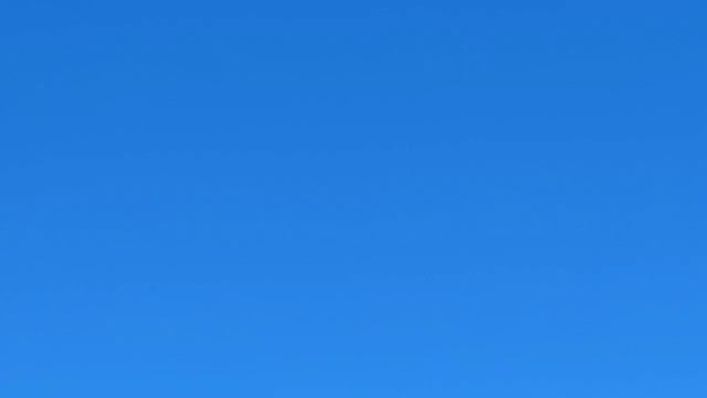 Голуби Турецкая Такла. г. Канск, Красноярский край. 18.06.2022г. смотреть онлайн