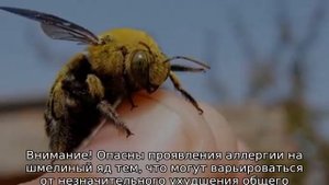 Что делать если укусил шмель