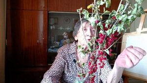Смородина красная. Формирование и обрезка куста в зависимости от посадки.