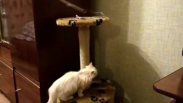 Подарили домик и игрушку) "Лось" учится забираться наверх? смотреть онлайн