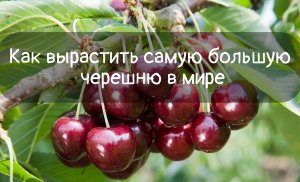 КАК ВЫРАСТИТЬ САМУЮ БОЛЬШУЮ ЧЕРЕШНЮ В МИРЕ У ВАС В САДУ