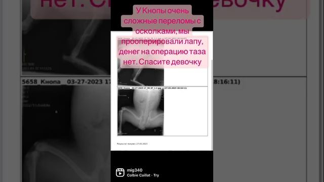 Водитель сбил собаку и оставил умирать на заводе