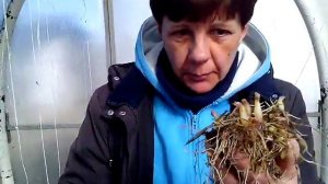 Решили посадить в теплицу картошку.Будем выращивать ее два месяца.