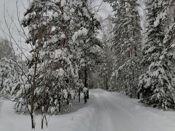 Волшебный рождественский лес #shorts