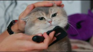 Моем кота сухим шампунем и вычесываем! Dry shampoo for cats and combing.