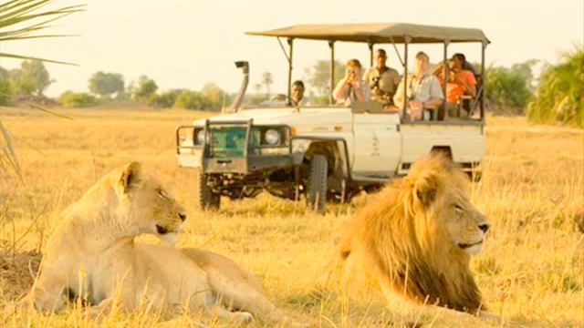 samba safari смотреть онлайн