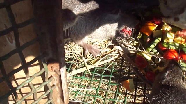 Кормление нутрий (часть 2) смотреть онлайн