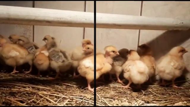 Мне понравились и вам покажу. Голошейки, Мастер грей и Венгерский великан.