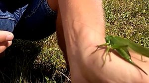 Зелёный кузнечик.Katydid. Green grasshopper.