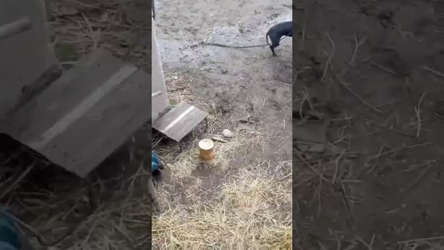 питбуль 7 месяц дух вагон.собачий бой смотреть онлайн