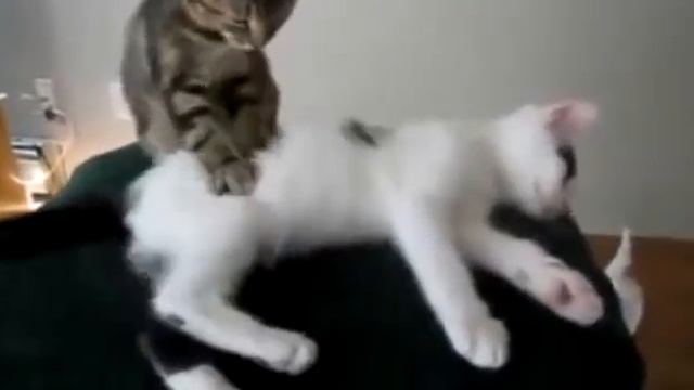 Cat massage