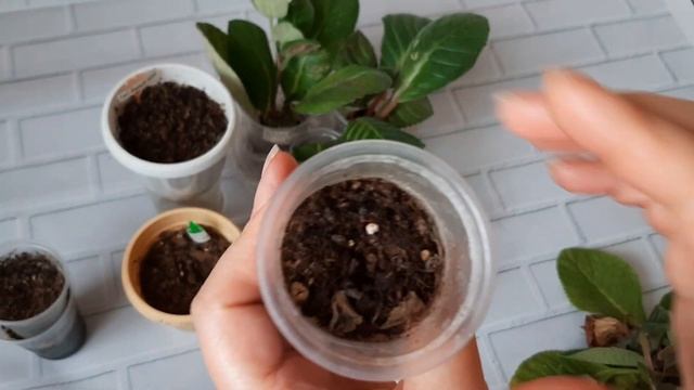 Убираю глоксинии на зимнее хранение.