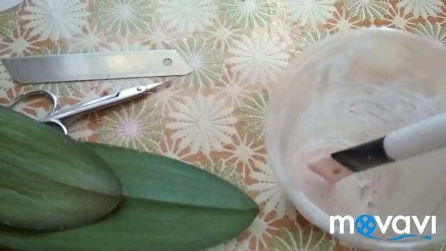 Вянут листья у орхидеи!Что делать?