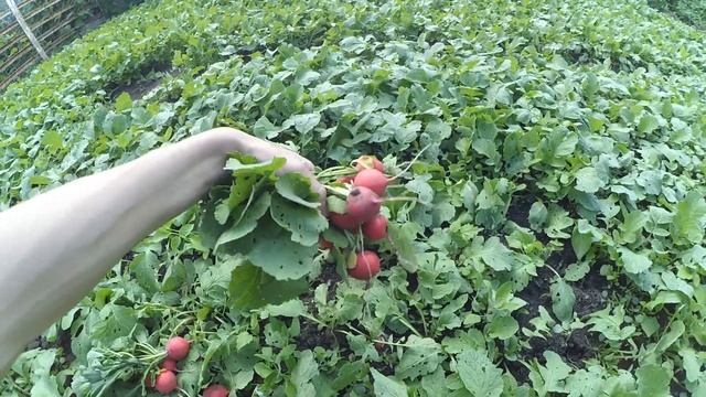 Огромный урожай редиса ,и всего то стоило смотреть онлайн