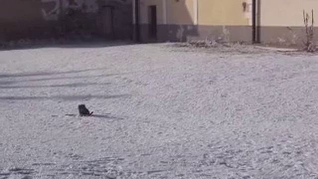 Besinka - poslušnost (23. 12. 2007) смотреть онлайн