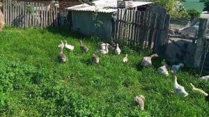 #ГусиКакую траву давать гусятам