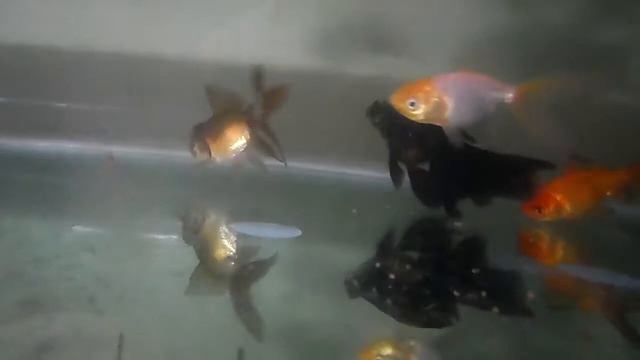 ОРАНДА ЗОЛОТАЯ РЫБА смотреть онлайн