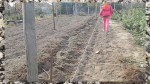 ОСЕННЯЯ ПОСАДКА РЕМОНТАНТНОЙ МАЛИНЫ || осенняя посадка ремонтантной малины видео в открытом грунте