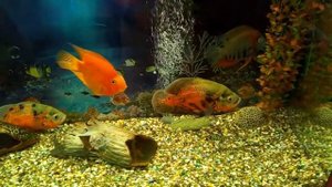 Астронотусы в аквариуме  600 литров с фитофильтром