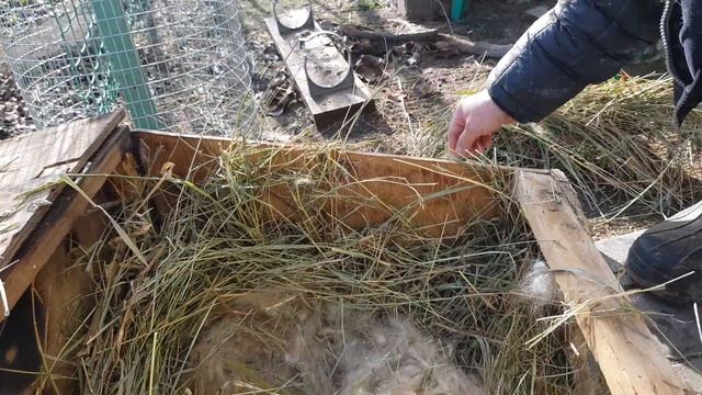 НЗК крольчата - 7 дней ? осмотр маточника ?  чудо в клетке