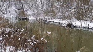 Москва. Бибирево. Чермянка - дикая глухомань. Часть 2.