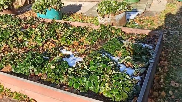 ДАЧНЫЙ СЕЗОН ЗАКРЫТ/СПАСИБО ПОДРУГАМ/СЪЕЗДИЛИ НА КЛАДБИЩЕ 20г#266 смотреть онлайн