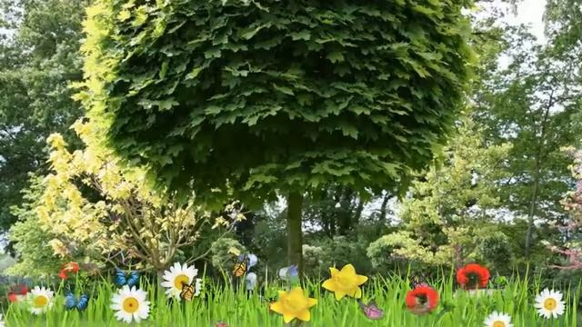 Клен остролистный Глобозум штамб ? Обзор: посадка и уход. крупномеры клена: описание и особенности смотреть онлайн